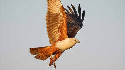 Brahminy Kite