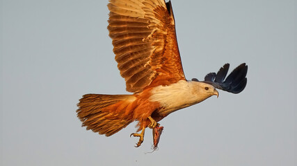 Brahminy Kite
