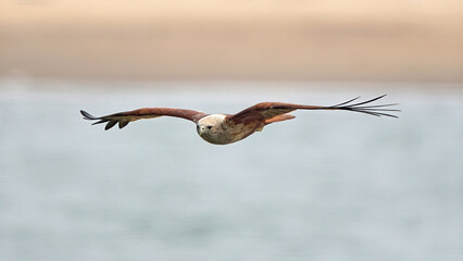 Brahminy Kite