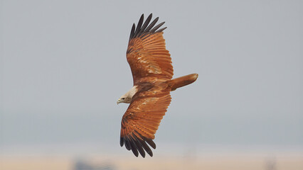 Brahminy Kite