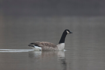 Obraz premium Canada goose swimming on a pond in the morning mist of a winter day