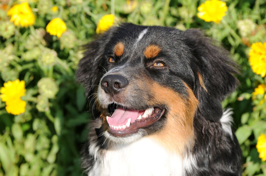 Haushund 5 592 Adobe Stock haushund-5-592-adobe-stock