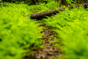 Fallen Tree Trunk Across Fern Lined Trail
