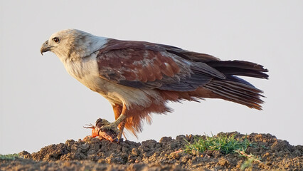 Brahminy Kite