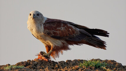 Brahminy Kite