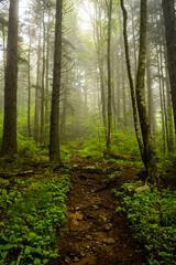 Fog Fills The Forest Along Balsam Mountain Trail