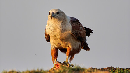  Brahminy Kite