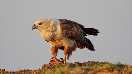 Brahminy Kite
