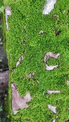 Mosss on the ground, moss during rainy season, green grass