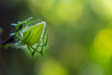 flower bud of a wild plant