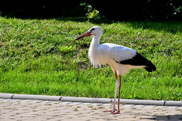 A close up on a black and white stork with a red beak and red legs grazing and looking for food in lush grass of a publis park and next to some trees spotted on a sunny summer day in Poland