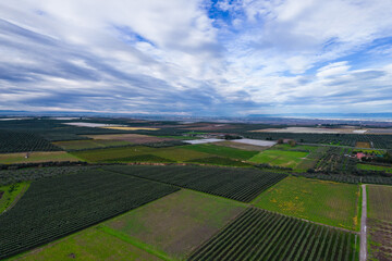 Piantagione intensiva di ulivi, agricoltura biodinamica in puglia, italia
