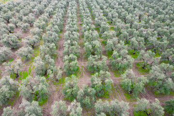 Fototapeta premium Vista aerea di uliveto biodinamico in puglia, per la produzione di olio extra vergine di oliva, puglia, italia