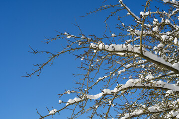 Tree branches with snow and blue clear sky