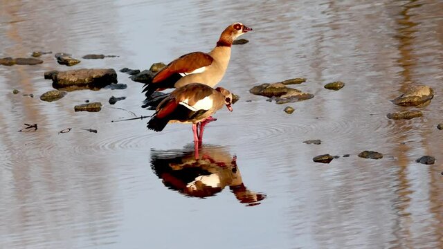 Egyptian Goose (Alopochen aegyptiaca) at the River Neckar, Heilbronn, Germany