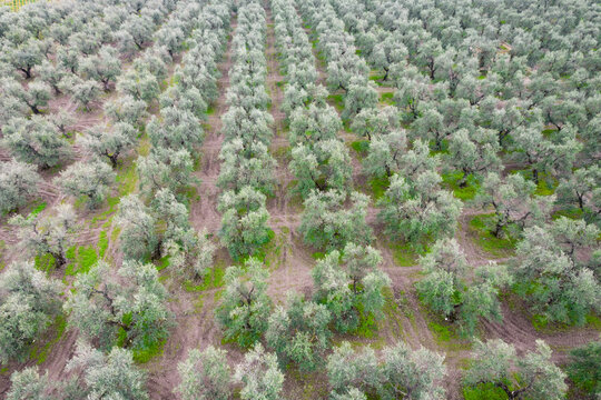 Vista aerea di uliveto biodinamico in puglia, per la produzione di olio extra vergine di oliva, puglia, italia