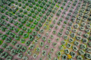 Vista aerea di uliveto biodinamico in puglia, per la produzione di olio extra vergine di oliva, puglia, italia