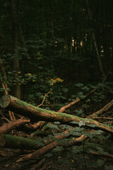 Fallen tree in the woods full of moss. Concept of peaceful forest destruction