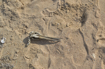 The skull of a large bird lies on the sand.