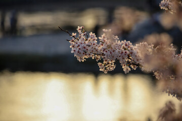 鴨川沿いの桜並木