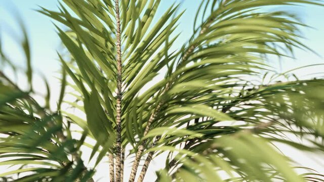 Vacation palm tree background animation with copy space. Seamless looping.