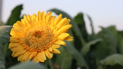 yellow jerbera flower