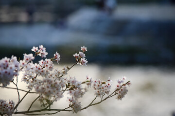 鴨川沿いの桜並木