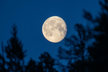 Fototapeta na wymiar full moon over the trees 