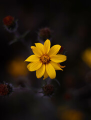 yellow flower on blue background