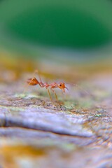 ant