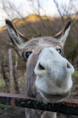 Donkey in a stable. Very affectionate animal. donkey in the zoo