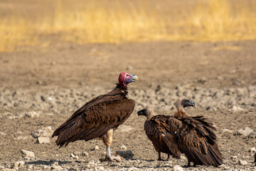 Lappet-faced Vulture in the Kgalagadi