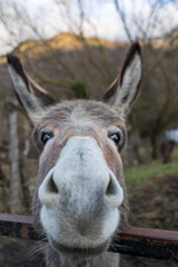 Donkey in a stable. Very affectionate animal. donkey in the zoo