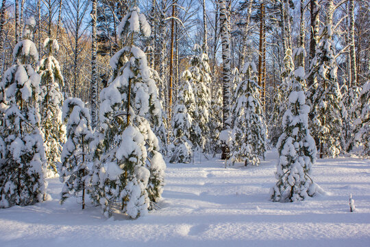 beautifull image of snowy fir trees in a winter forest with human footprints in the fluffy snow