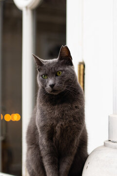 a beatiful somoke cat