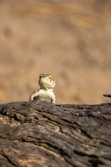 Ground Agama in the Kgalagadi