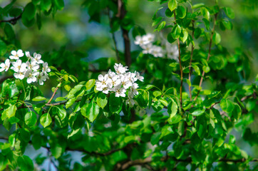 flowering branch on a sunny day on a green background