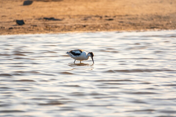 Water bird pied avocet, Recurvirostra avosetta, feeding in the lake. The pied avocet is a large black and white wader with long, upturned beak