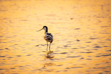 Water bird pied avocet, Recurvirostra avosetta, standing in the water in orange sunset light. The pied avocet is a large black and white wader with long, upturned beak