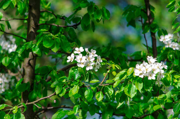 blooming cherry branch on a sunny day on a green background