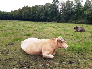 Vacas tumbadas en un prado en Galicia