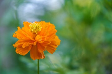 orange flower in the garden