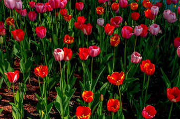 Fototapeta premium red tulips growing in a flower bed
