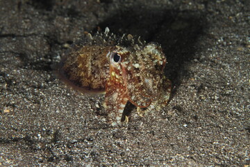 Cuttlefish behaviour on the sandy bottom of the night