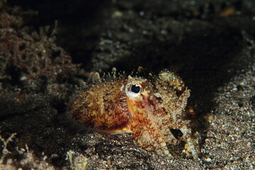 Cuttlefish behaviour on the sandy bottom of the night