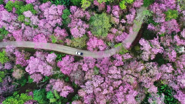 Aerial view of Beautiful cherry blossom trees around the road on mountains, Chiang Rai, Thailand.