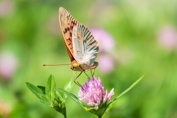 The dark green fritillary butterfly collects nectar on flower. Speyeria aglaja is a species of butterfly in the family Nymphalidae.