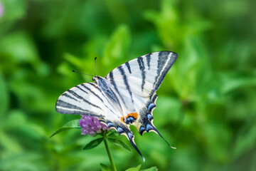 Beautiful Butterfly Scarce Swallowtail, Sail Swallowtail, Pear-tree Swallowtail, Podalirius. Latin name Iphiclides podaliriu. Butterfly collects nectar on flower.