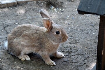 Rabbit on the farm on a hot summer day 