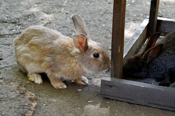 Rabbit on the farm on a hot summer day 